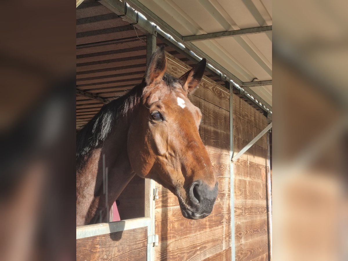 Hanoverian Mare 13 years 17 hh Brown in Schneverdingen