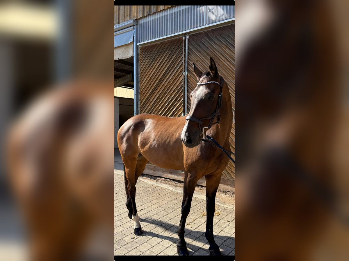 Hanoverian Mare 13 years 17 hh Brown in Diemelsee