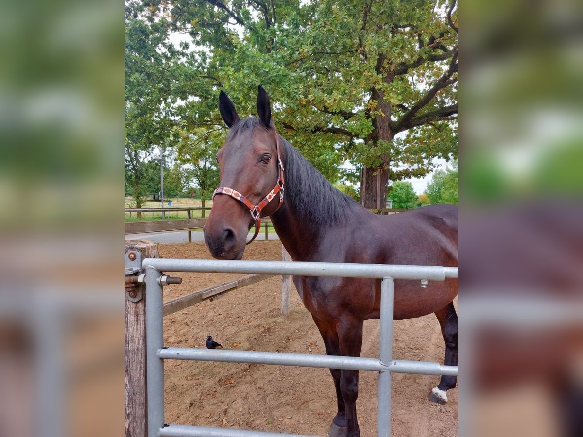 Hanoverian Mare 13 years 17 hh in M&#xFC;nster