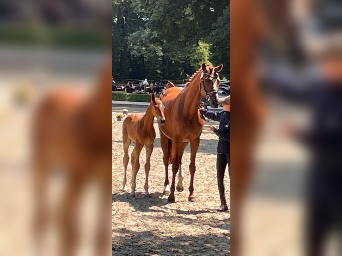 Hanoverian Mare 14 years 16,1 hh Chestnut-Red in Butjadingen