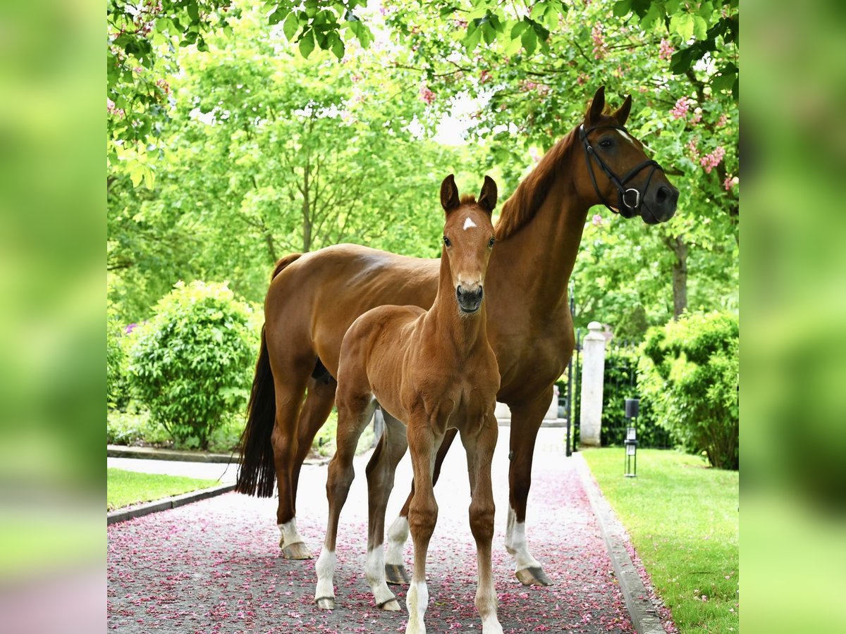 Hanoverian Mare 14 years 16,1 hh Chestnut-Red in Westernohe