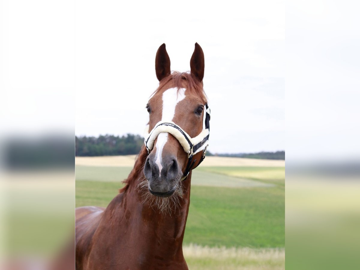 Hanoverian Mare 14 years 16,1 hh Chestnut-Red in Coburg