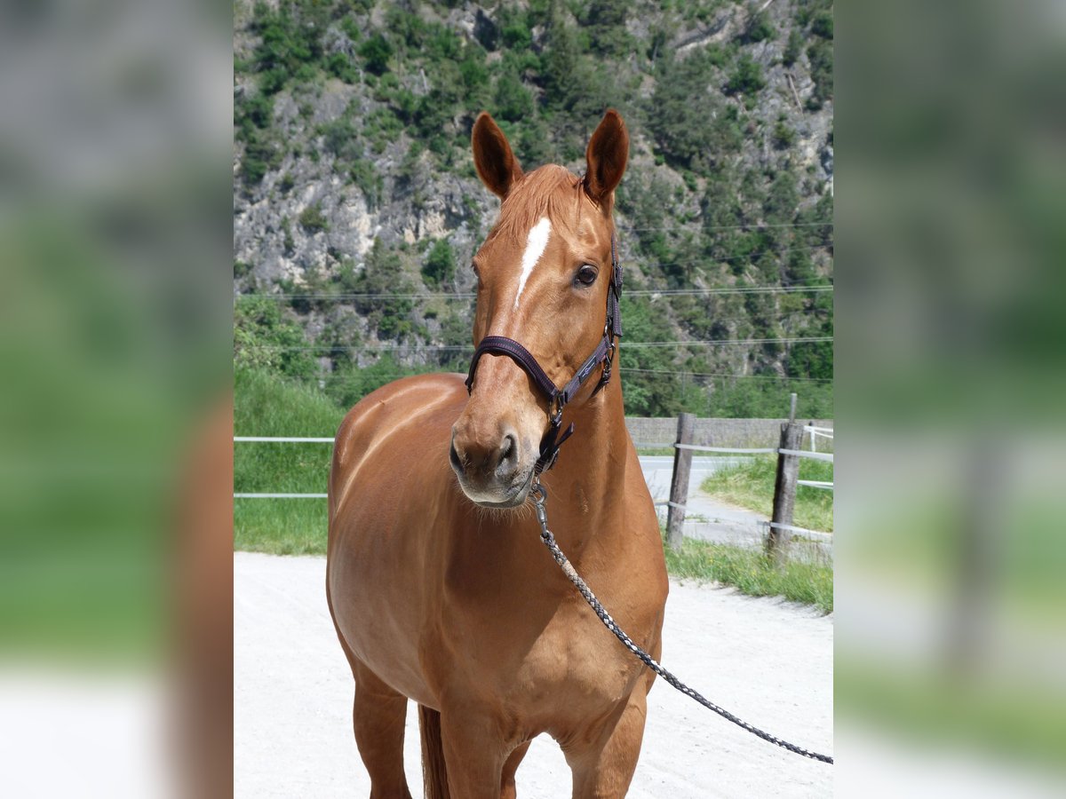 Hanoverian Mare 14 years 16,2 hh Chestnut-Red in Stams