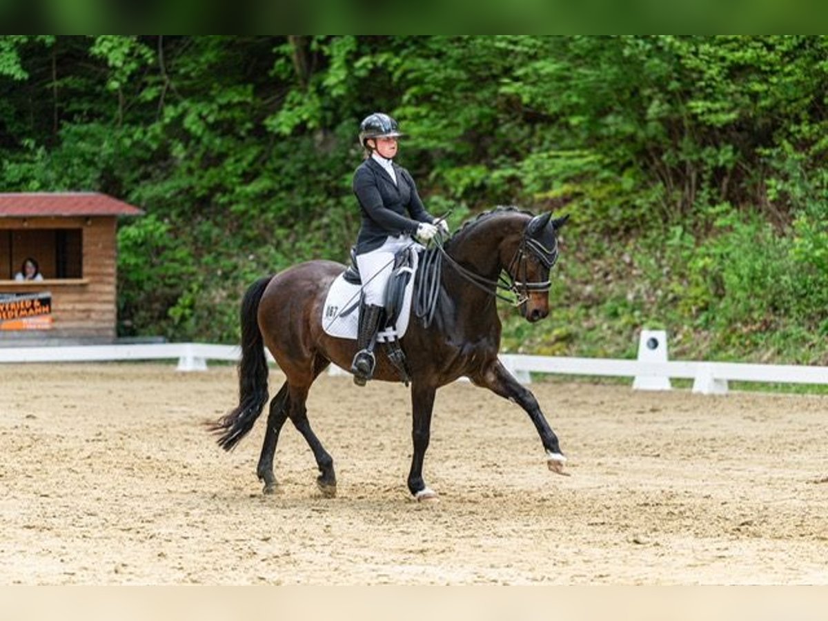 Hanoverian Mare 14 years 16 hh Bay-Dark in Drackenstein