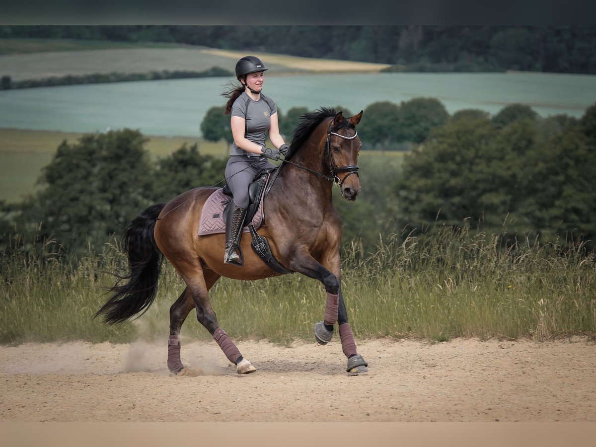 Hanoverian Mare 14 years 16 hh Brown in Habichtswald