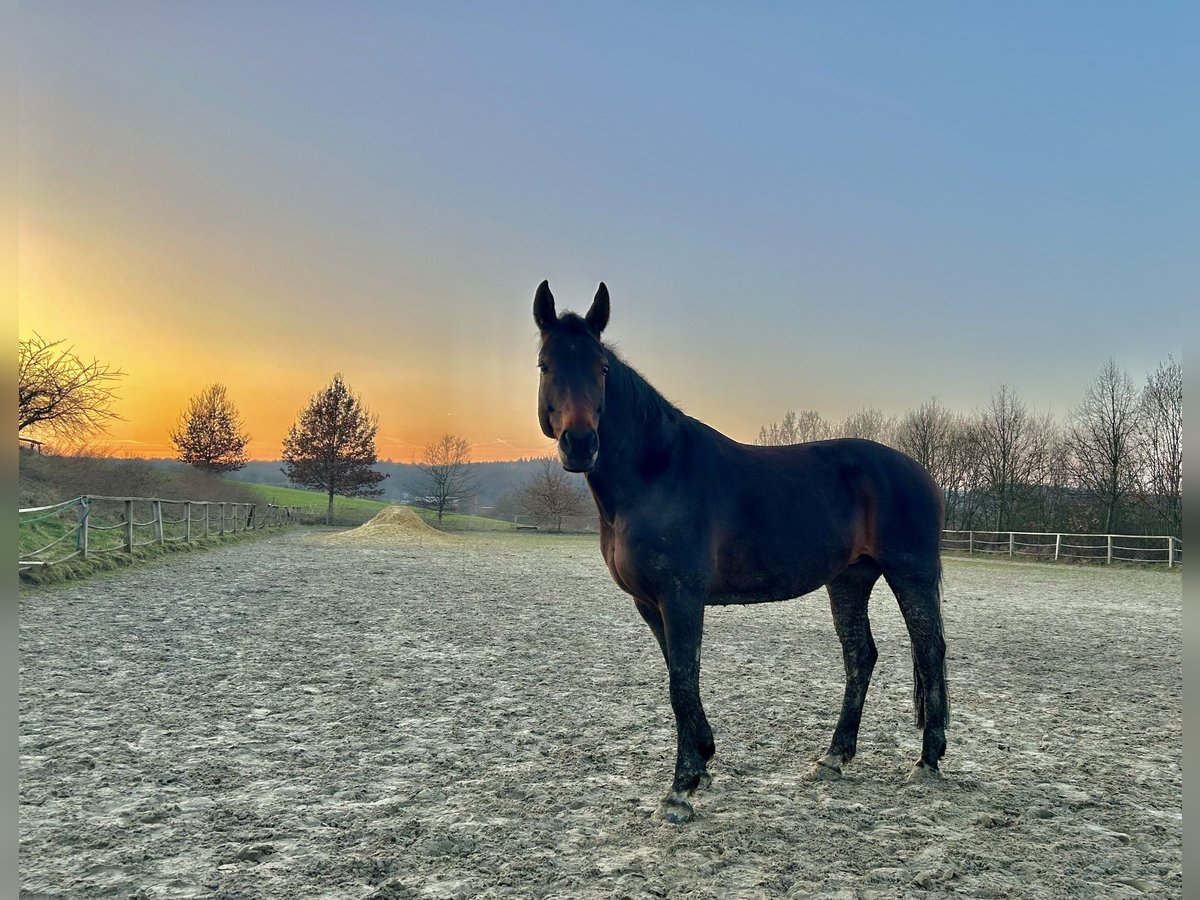 Hanoverian Mare 14 years 16 hh Brown in Fr&#xF6;ndenberg