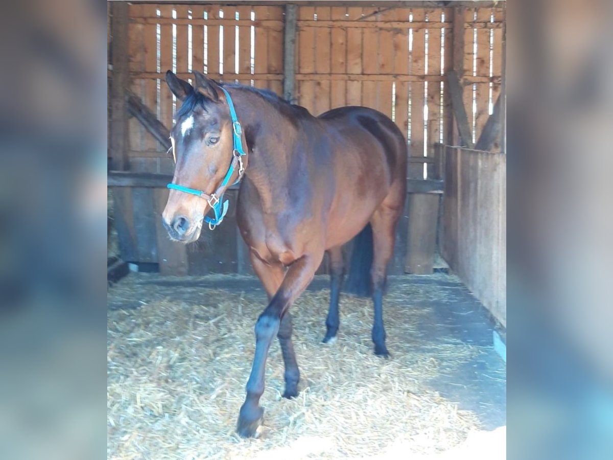 Hanoverian Mare 14 years 16 hh Brown in Malschwitz