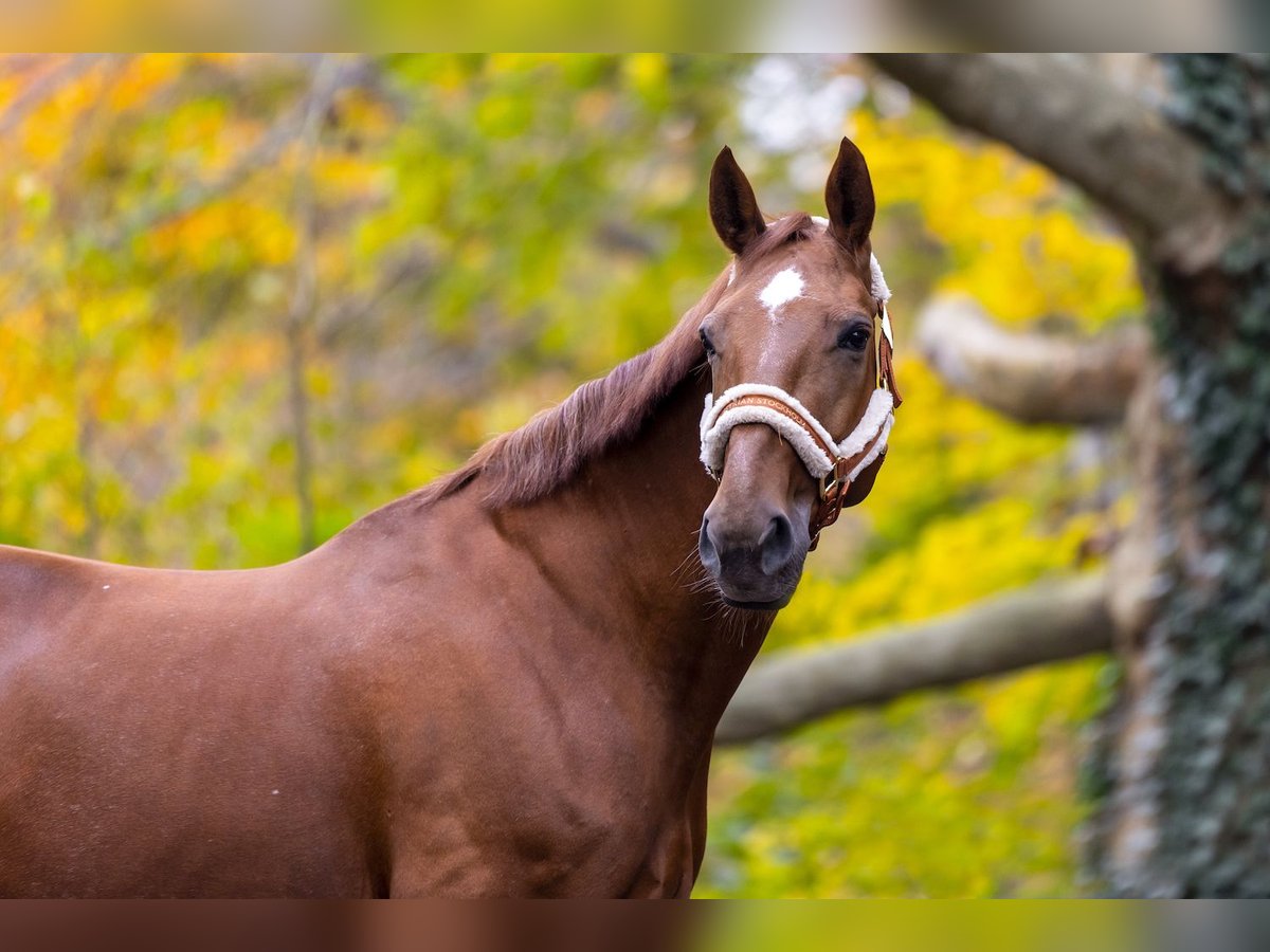 Hanoverian Mare 14 years 16 hh Chestnut-Red in Köln