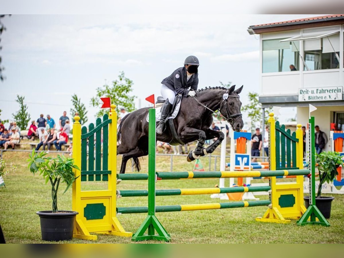 Hanoverian Mare 14 years 16 hh Smoky-Black in Mechtersen