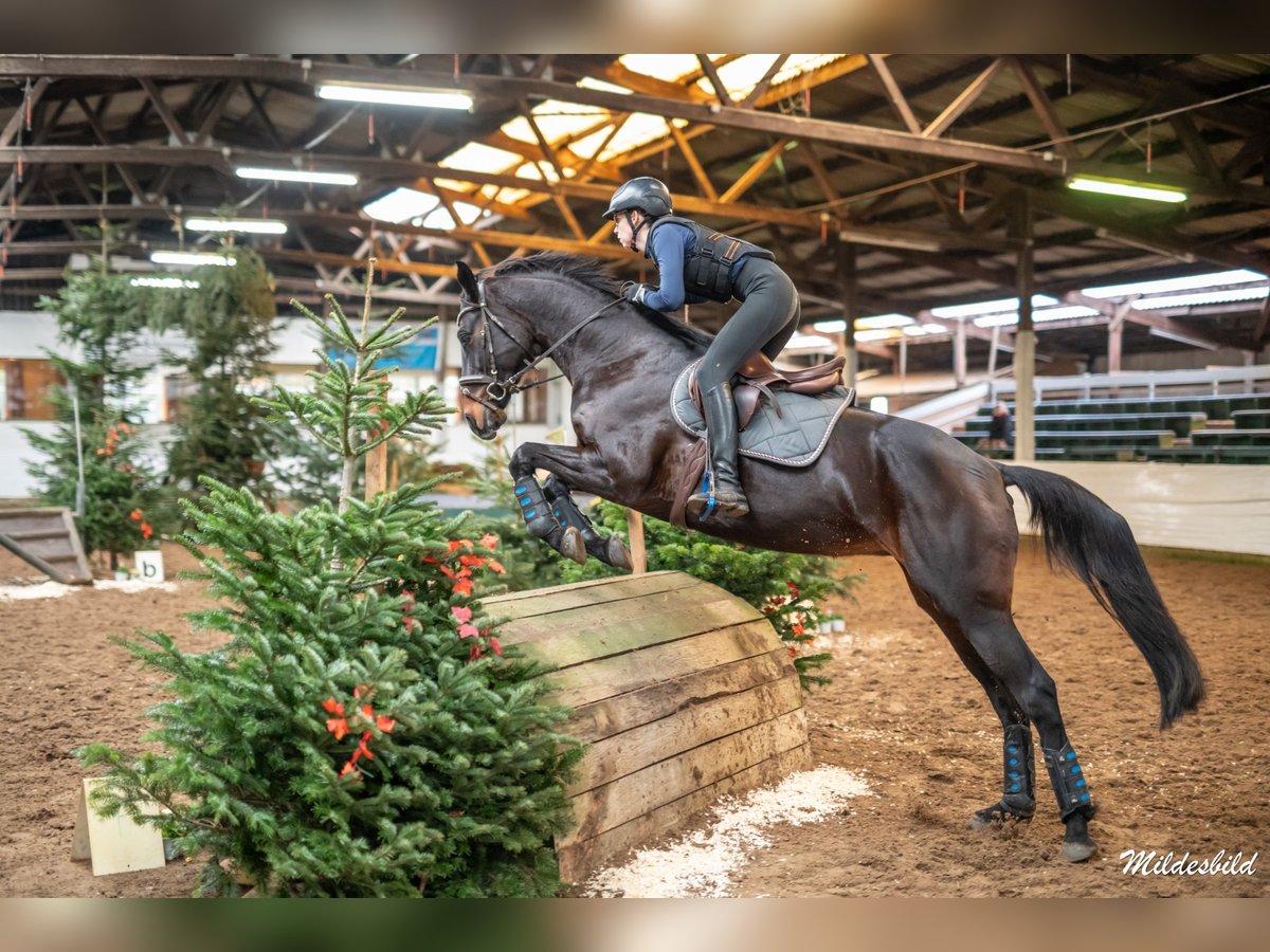 Hanoverian Mare 14 years 16,1 hh Bay-Dark in Westerstede