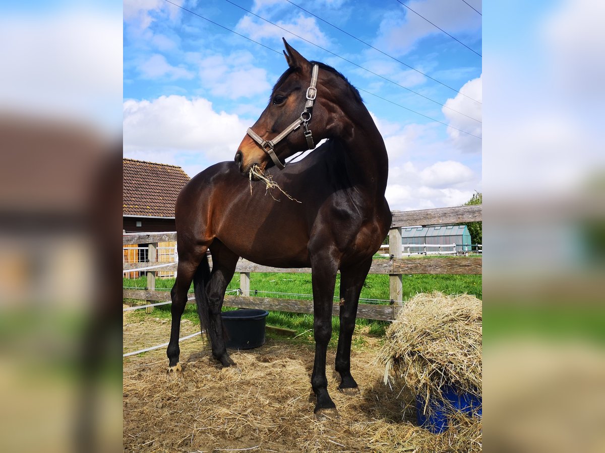 Hanoverian Mare 14 years 16,1 hh Brown in Moormerland
