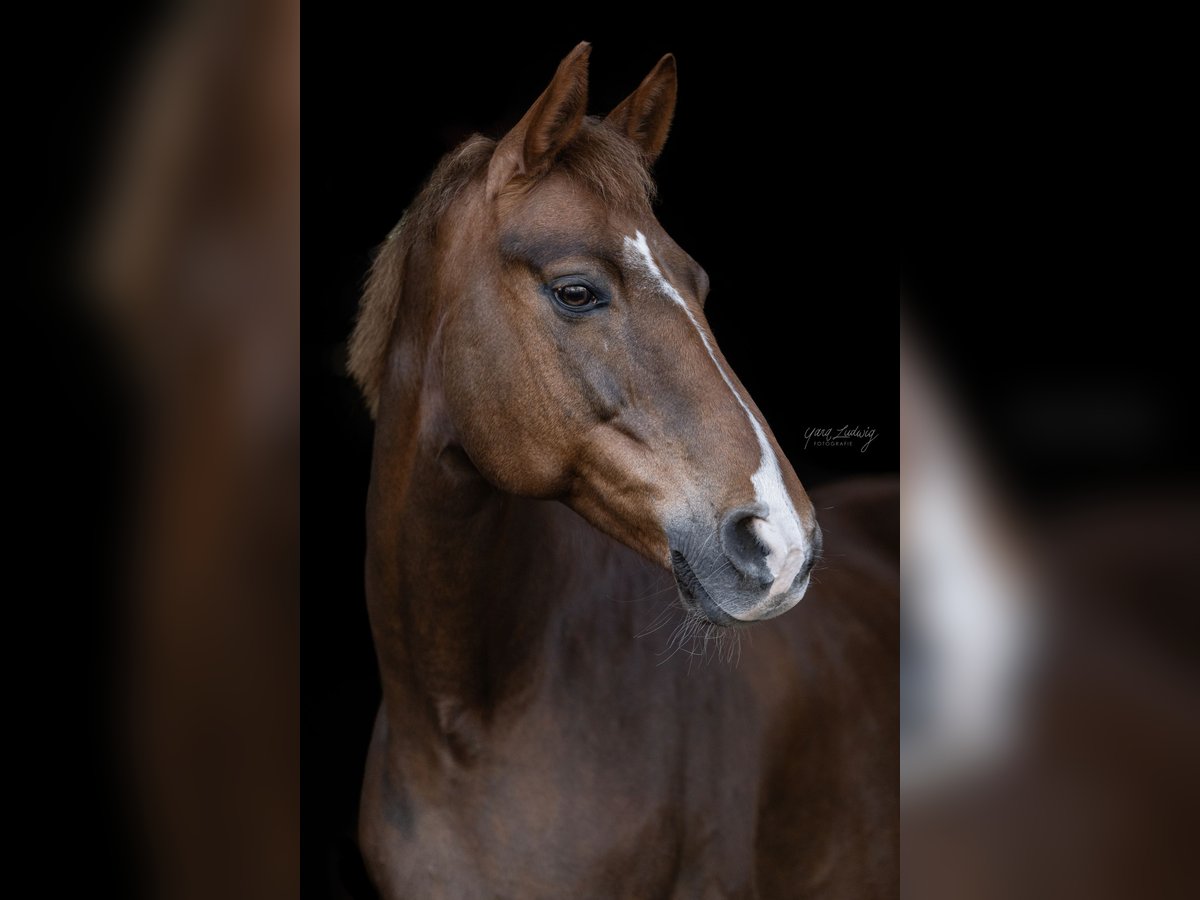 Hanoverian Mare 14 years 16,1 hh Chestnut in G&#xF6;denstorf