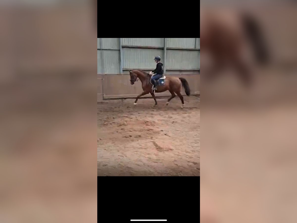 Hanoverian Mare 14 years 16,1 hh Chestnut in Quickborn