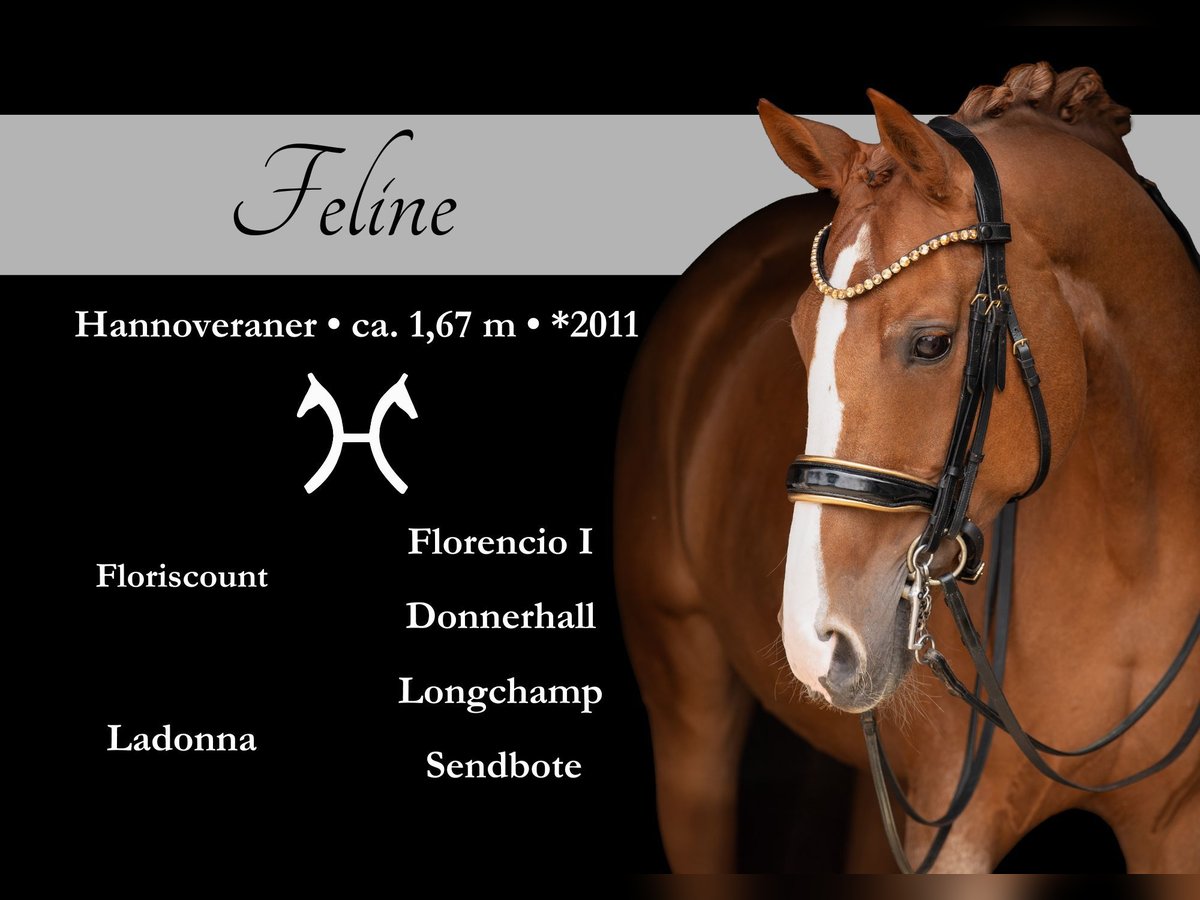 Hanoverian Mare 14 years 16,1 hh Chestnut-Red in Wehringen