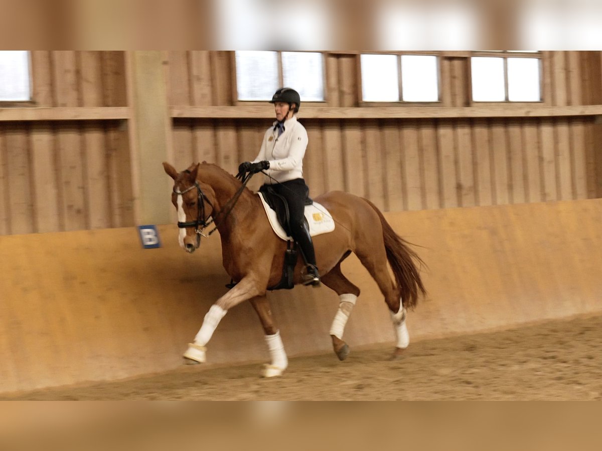 Hanoverian Mare 14 years 16,1 hh Chestnut-Red in Freiensteinau