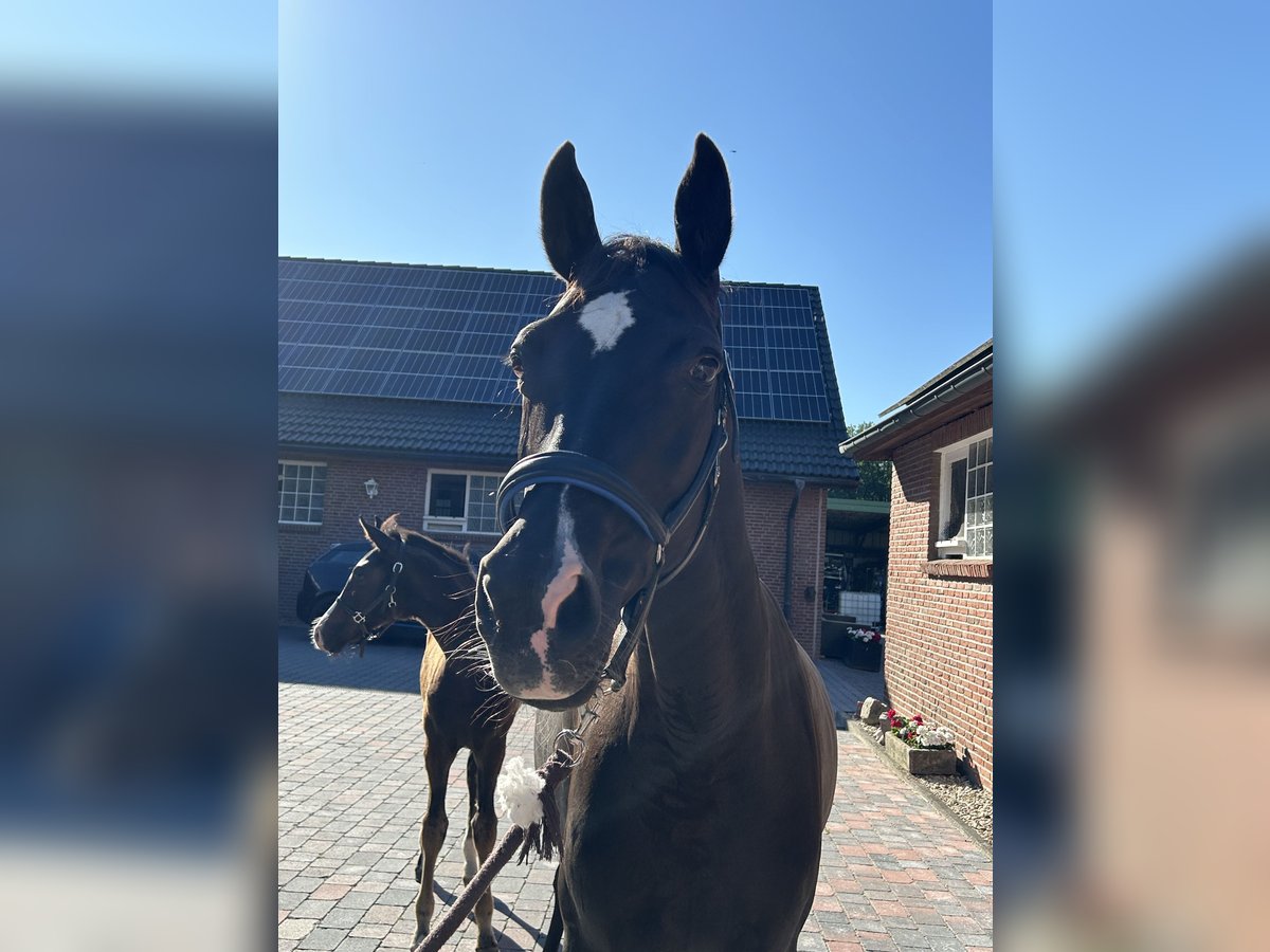 Hanoverian Mare 14 years 16,1 hh in Schermbeck