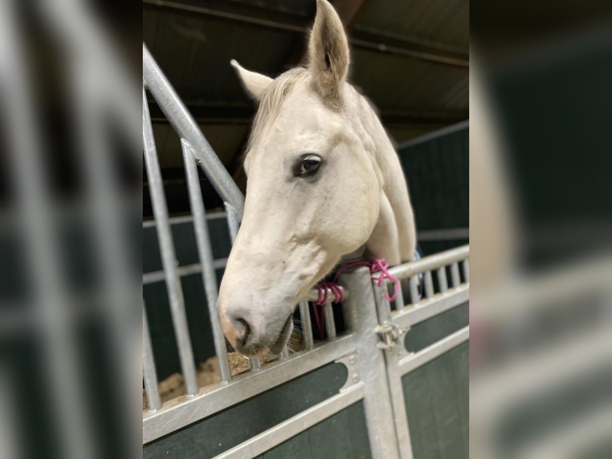 Hanoverian Mare 14 years 16,2 hh Grey-Fleabitten in Schwalmtal