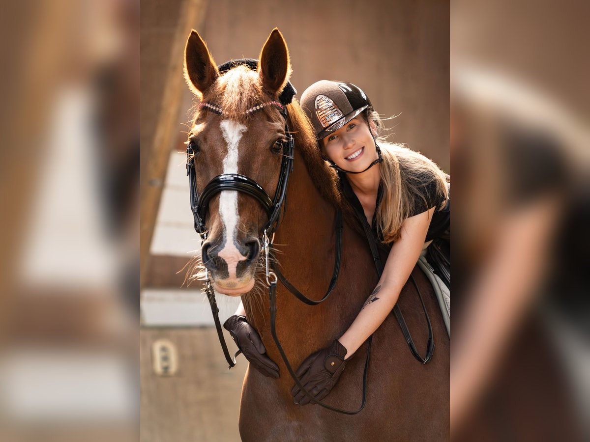 Hanoverian Mare 14 years 16,3 hh Chestnut-Red in Gevelsberg