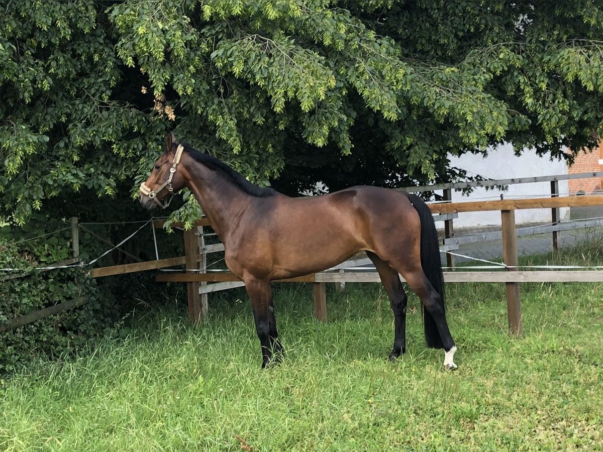 Hanoverian Mare 14 years 17 hh Brown in Weyhe