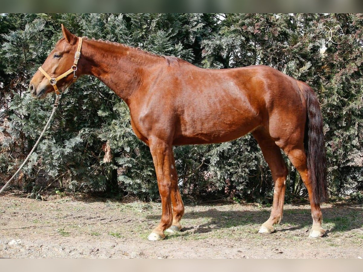 Hanoverian Mare 14 years 17 hh Chestnut-Red in Ammersbek