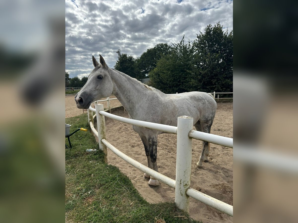 Hanoverian Mare 14 years 17 hh Grey in Wentorf bei Hamburg