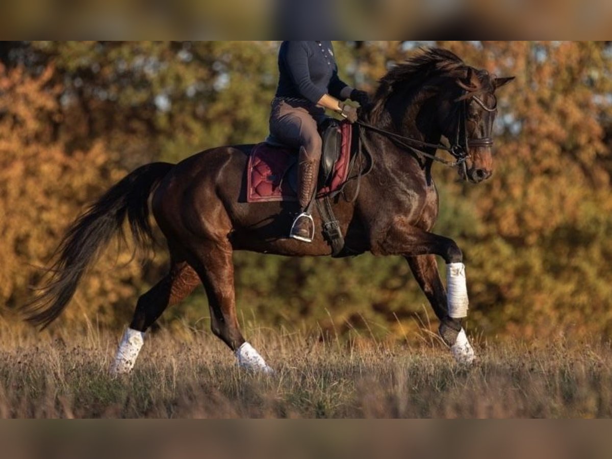 Hanoverian Mare 14 years 17,1 hh Bay-Dark in D&#xFC;sseldorf