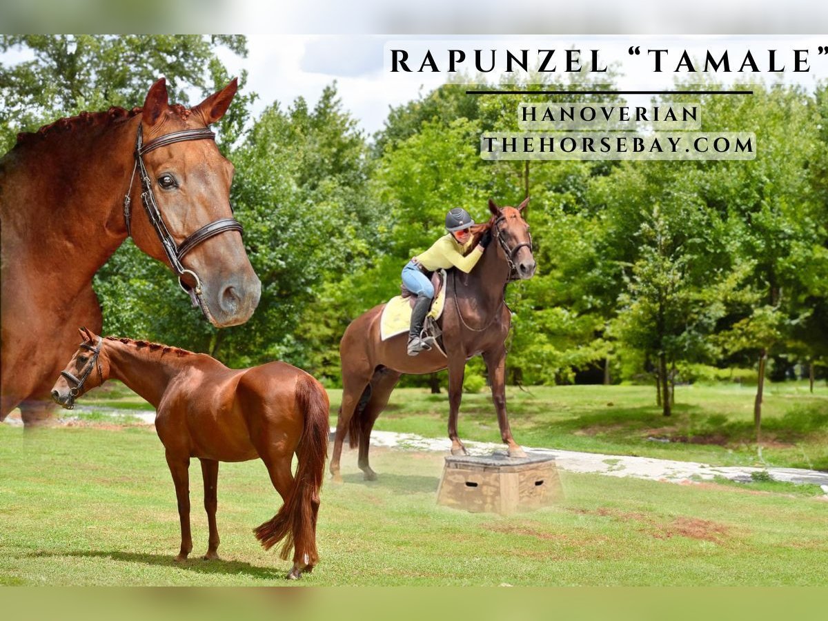 Hanoverian Mare 15 years 15,3 hh Chestnut in Eatonton, GA