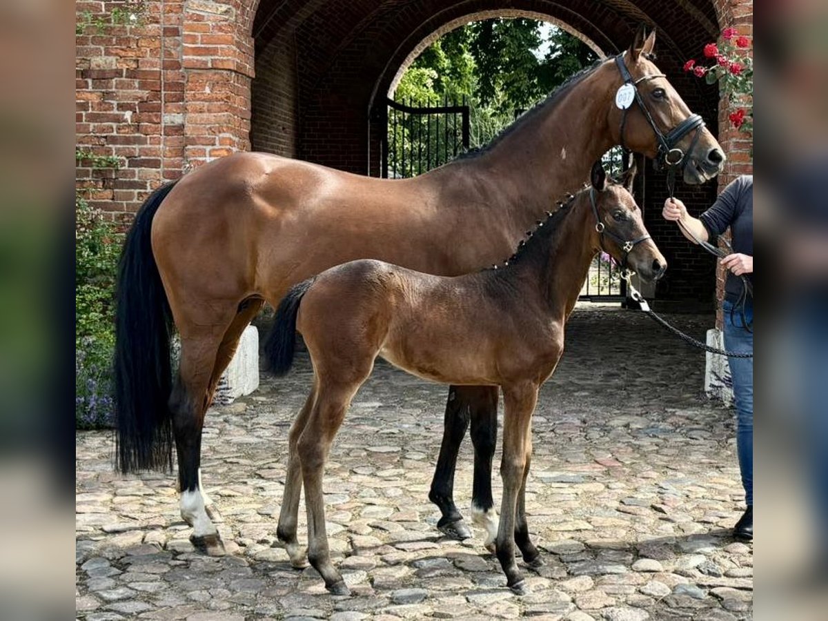 Hanoverian Mare 15 years 15 hh Brown in Osten