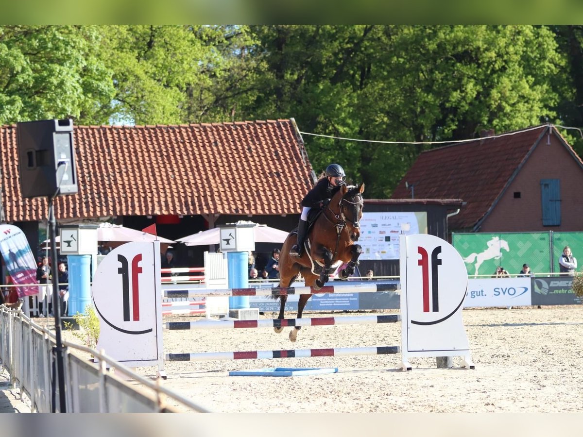 Hanoverian Mare 15 years 15,3 hh Brown in Winsen (Aller)