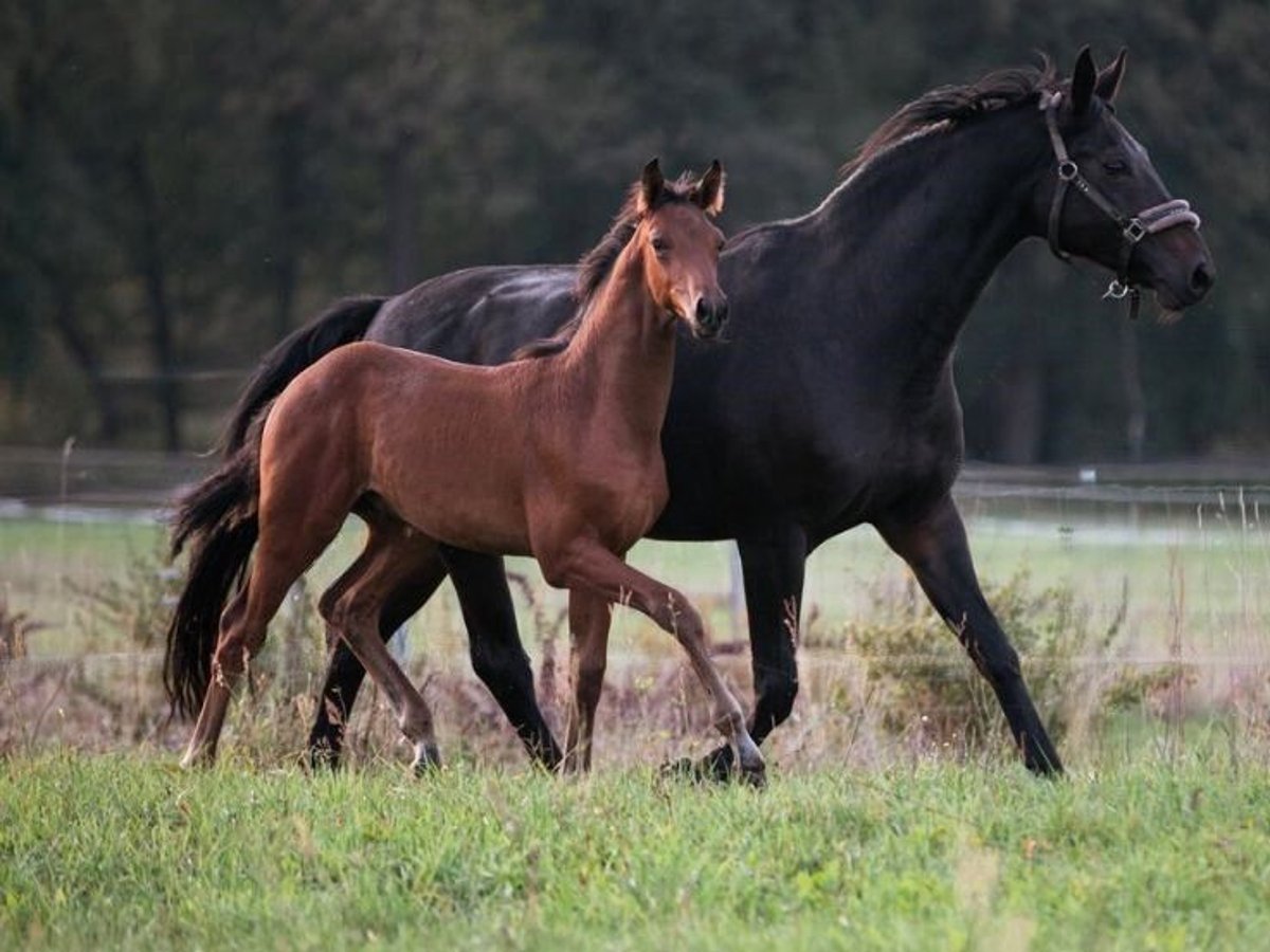 Hanoverian Mare 15 years 16,1 hh Bay-Dark in Schönfeld