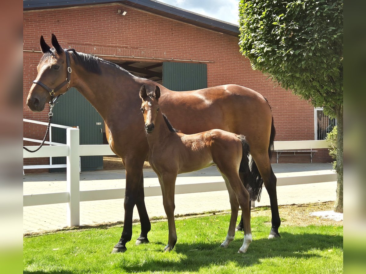 Hanoverian Mare 15 years 16,1 hh Brown in Eydelstedt