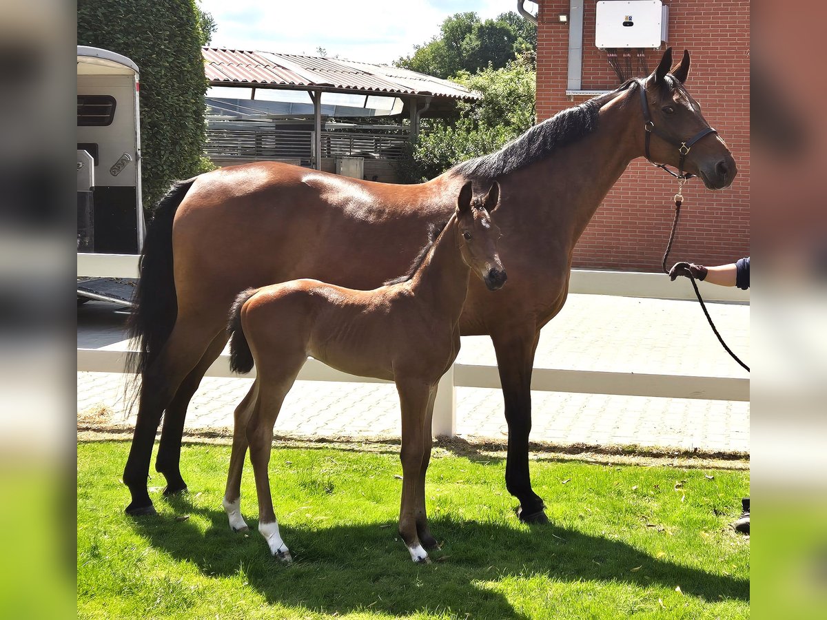 Hanoverian Mare 15 years 16,1 hh Brown in Eydelstedt