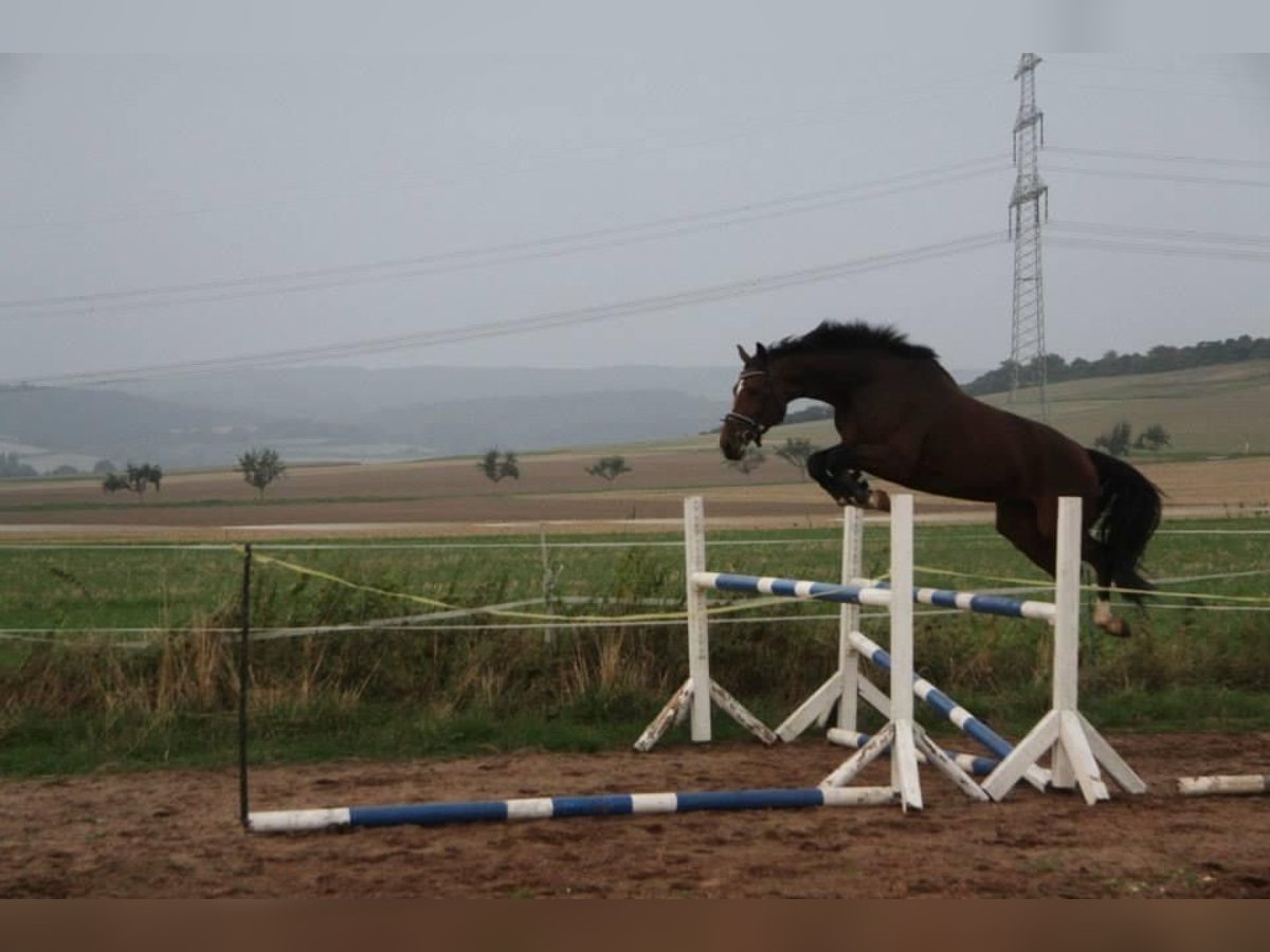 Hanoverian Mare 15 years 16,1 hh Brown in Emmerthal