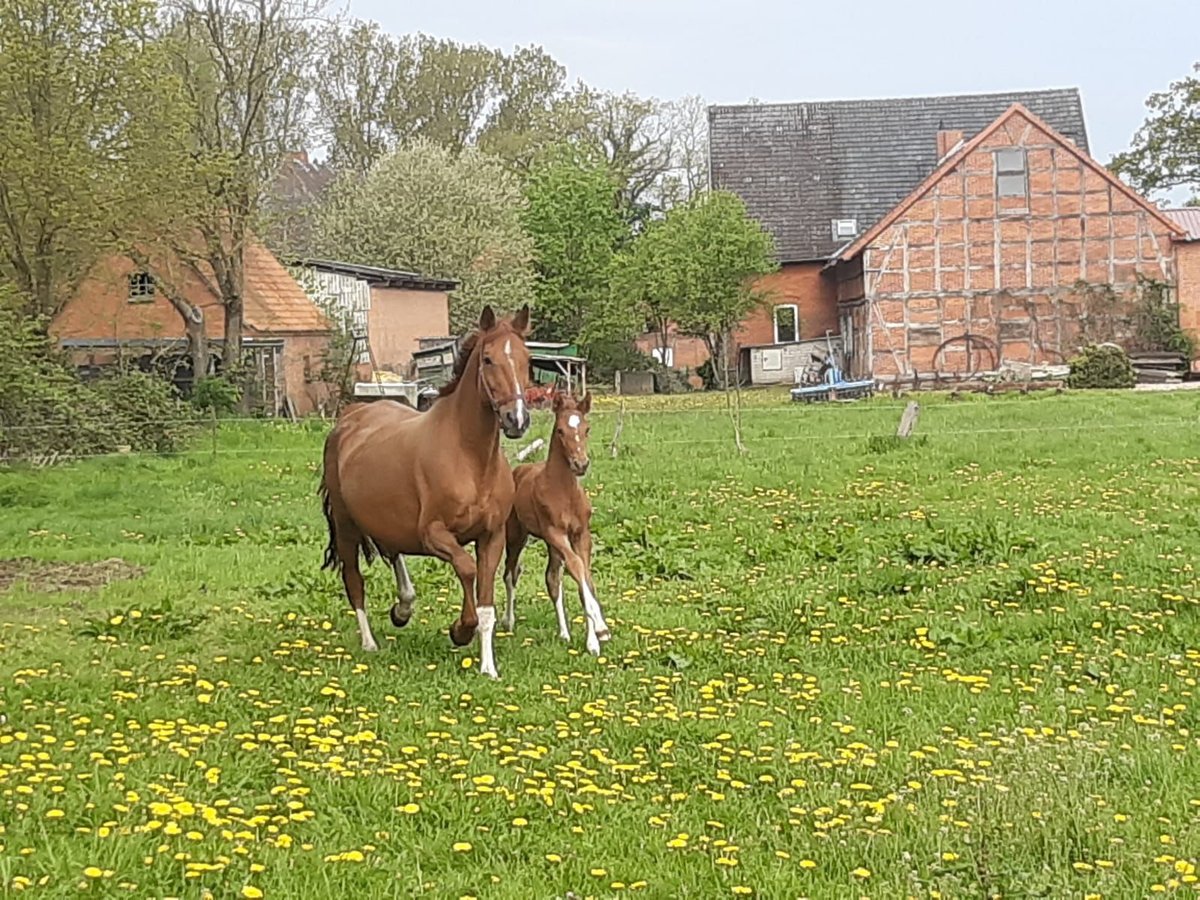 Hanoverian Mare 15 years 16,1 hh Chestnut-Red in Aumühle