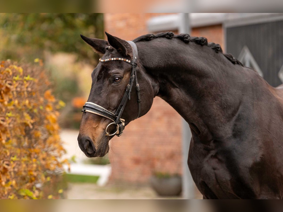 Hanoverian Mare 15 years 16,3 hh Bay-Dark in Berlin