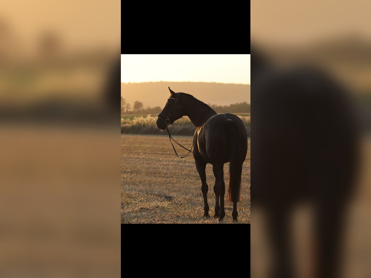 Hanoverian Mare 15 years 16 hh Black in Liebenburg