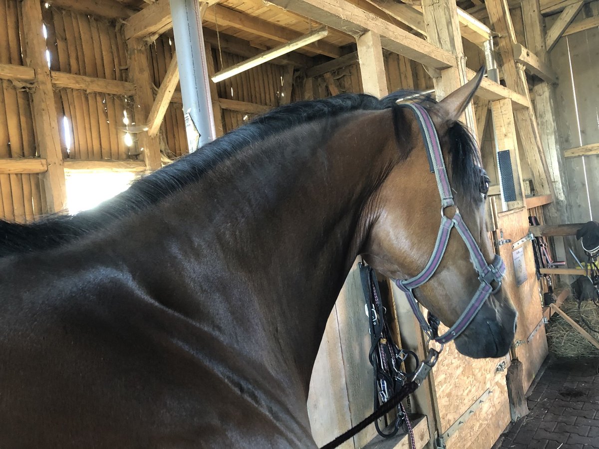 Hanoverian Mare 15 years 16 hh Brown in Oberthulba