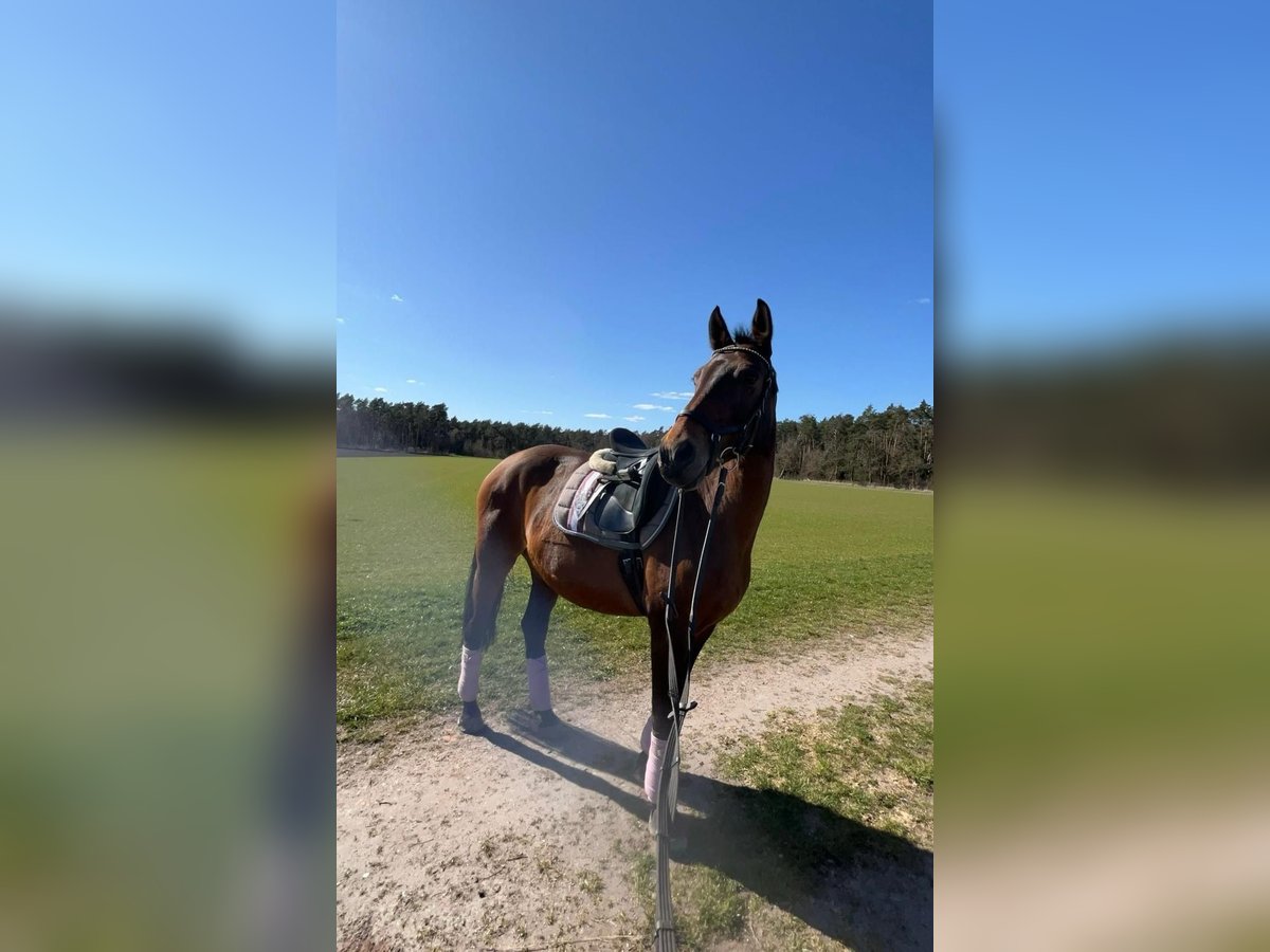 Hanoverian Mare 15 years 16 hh Brown in Uetze