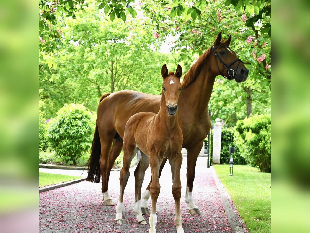 Hanoverian Mare 15 years 16 hh Chestnut-Red in Westernohe
