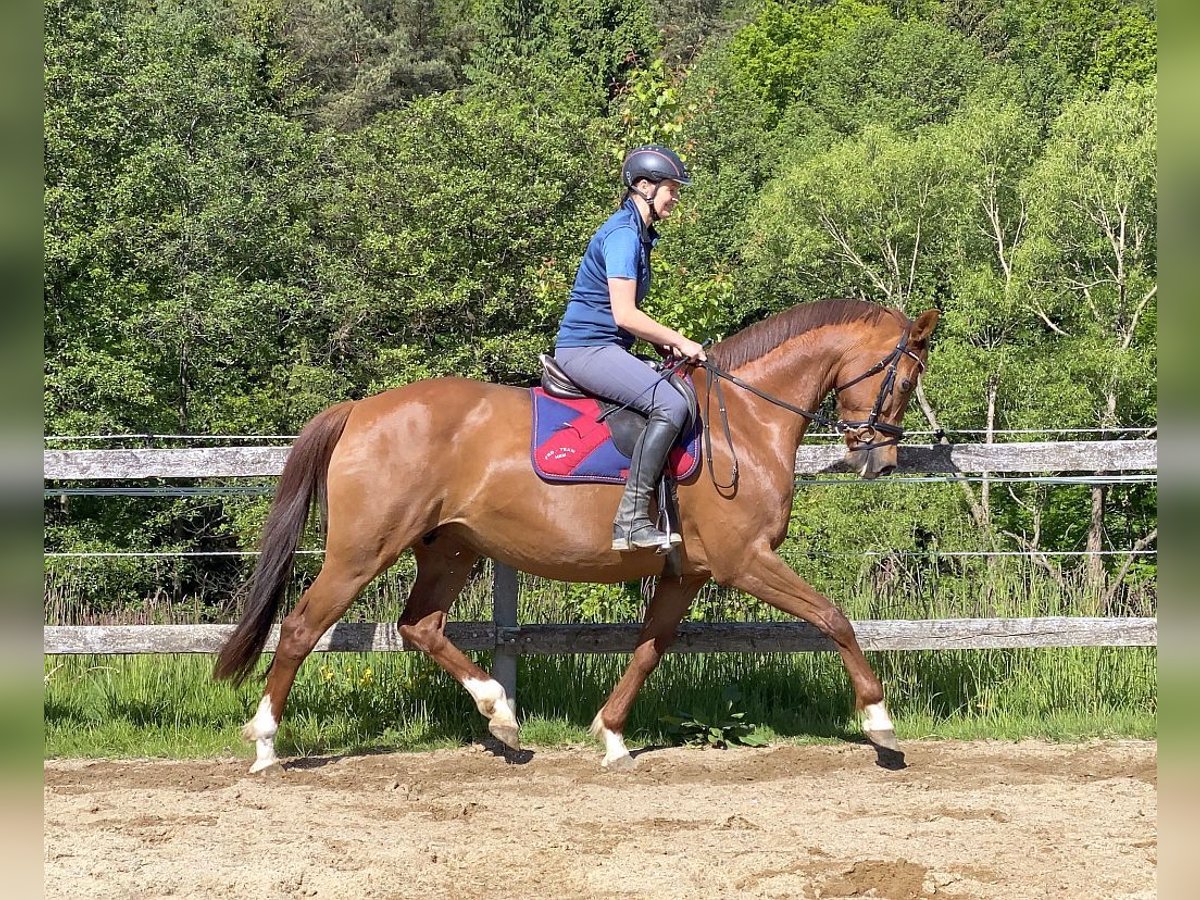 Hanoverian Mare 15 years 16 hh Chestnut-Red in Neustadt in Sachsen