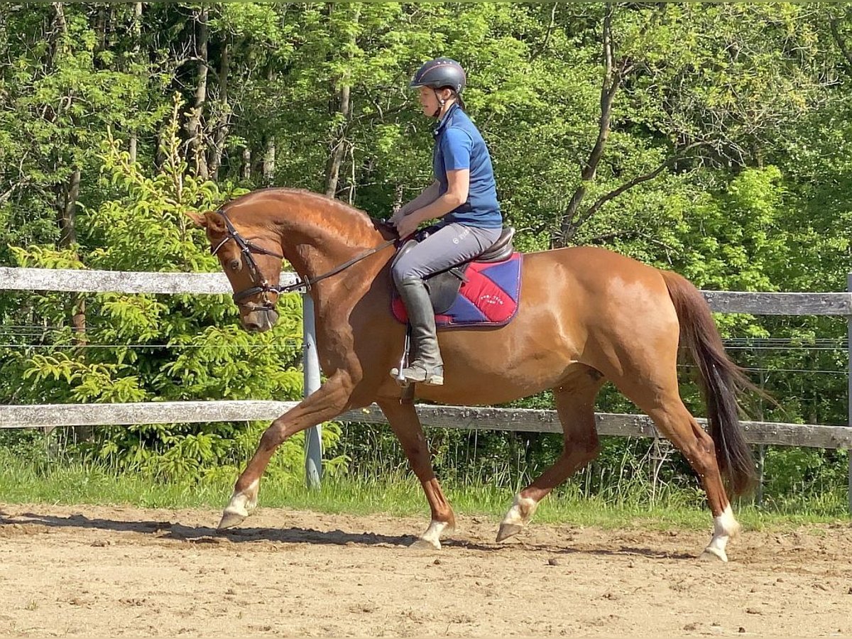 Hanoverian Mare 15 years 16 hh Chestnut-Red in Neustadt in Sachsen