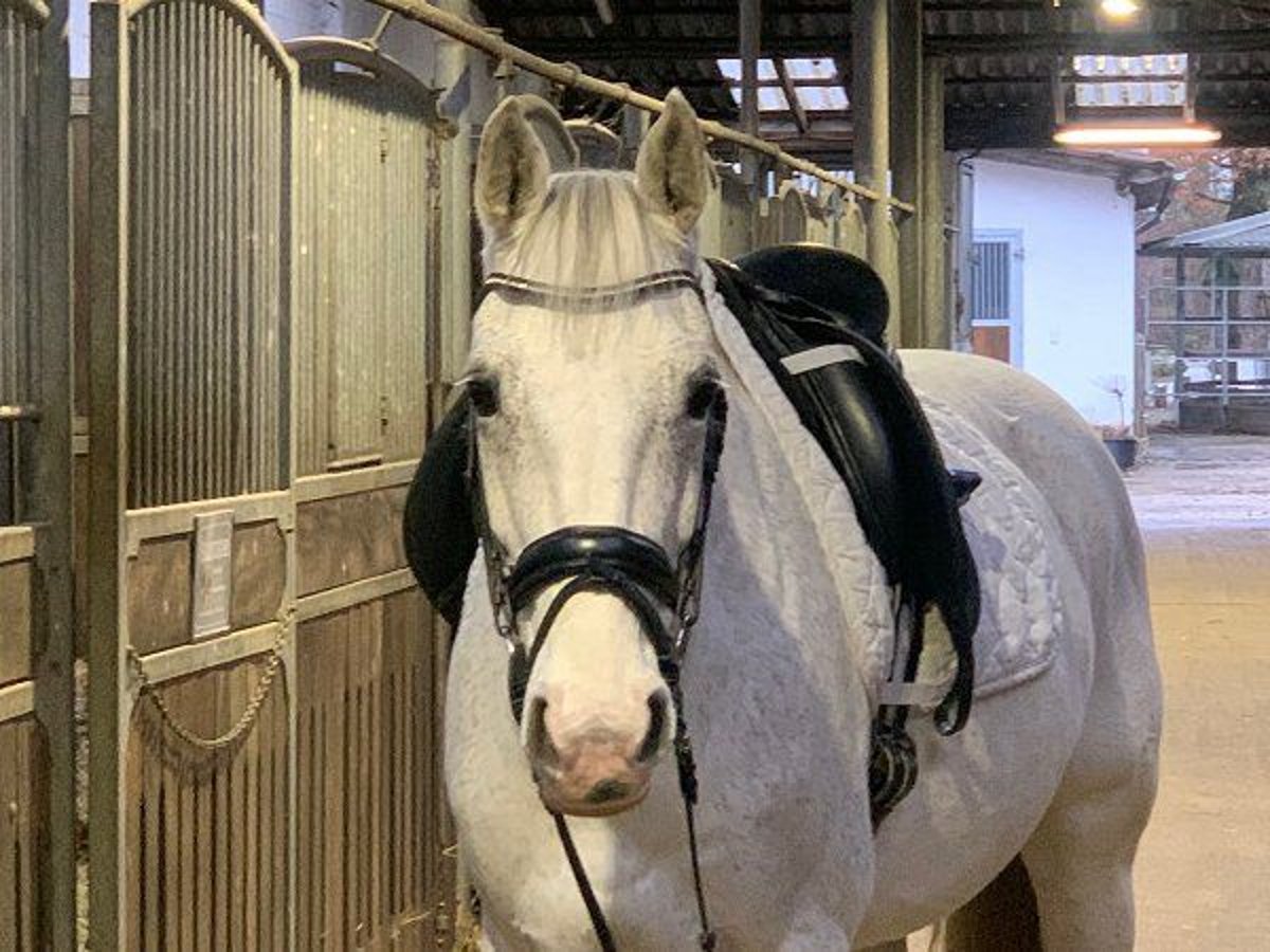 Hanoverian Mare 15 years 16 hh Gray in Verden (Aller)