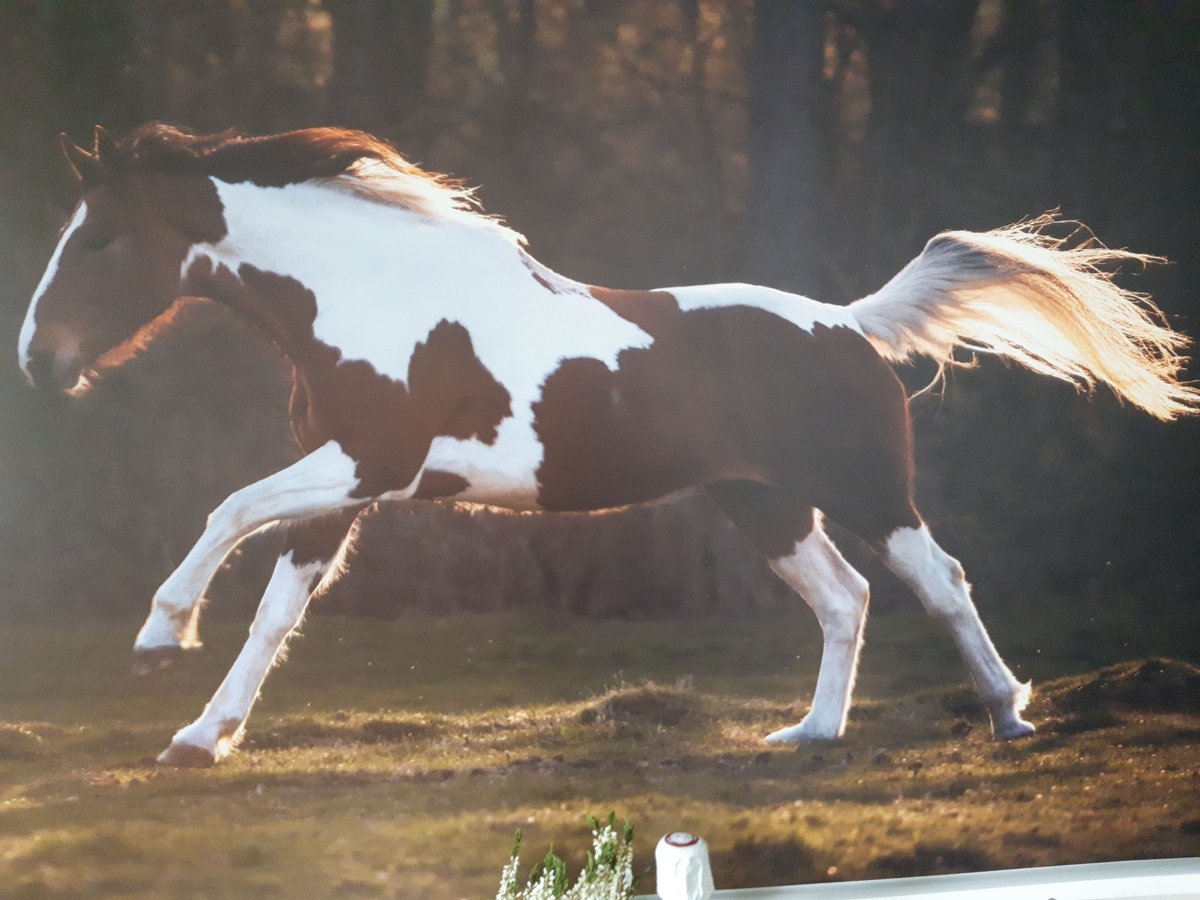 Hanoverian Mix Mare 15 years 16 hh Pinto in Lilienthal