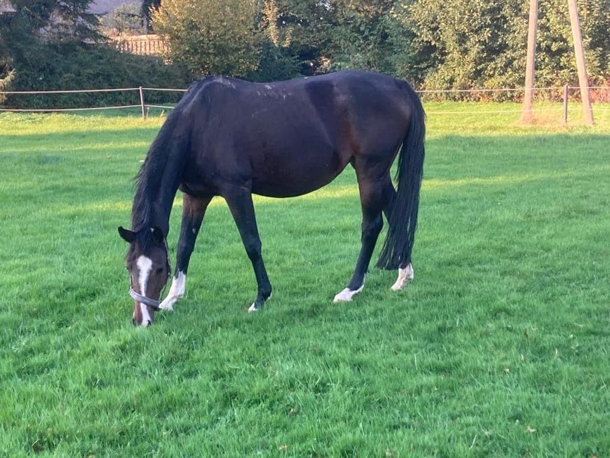 Hanoverian Mare 15 years 16,1 hh Bay-Dark in Melle
