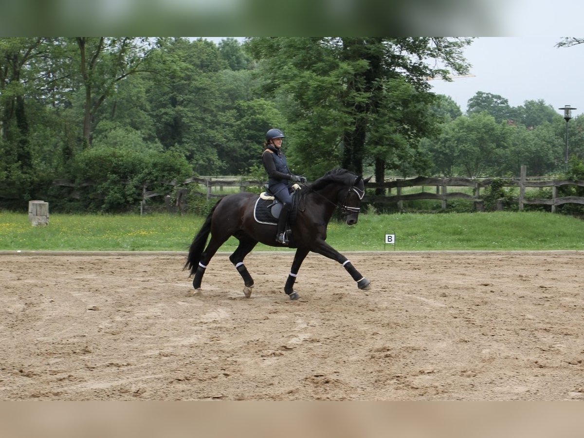 Hanoverian Mare 15 years 16,2 hh Black in Lotte