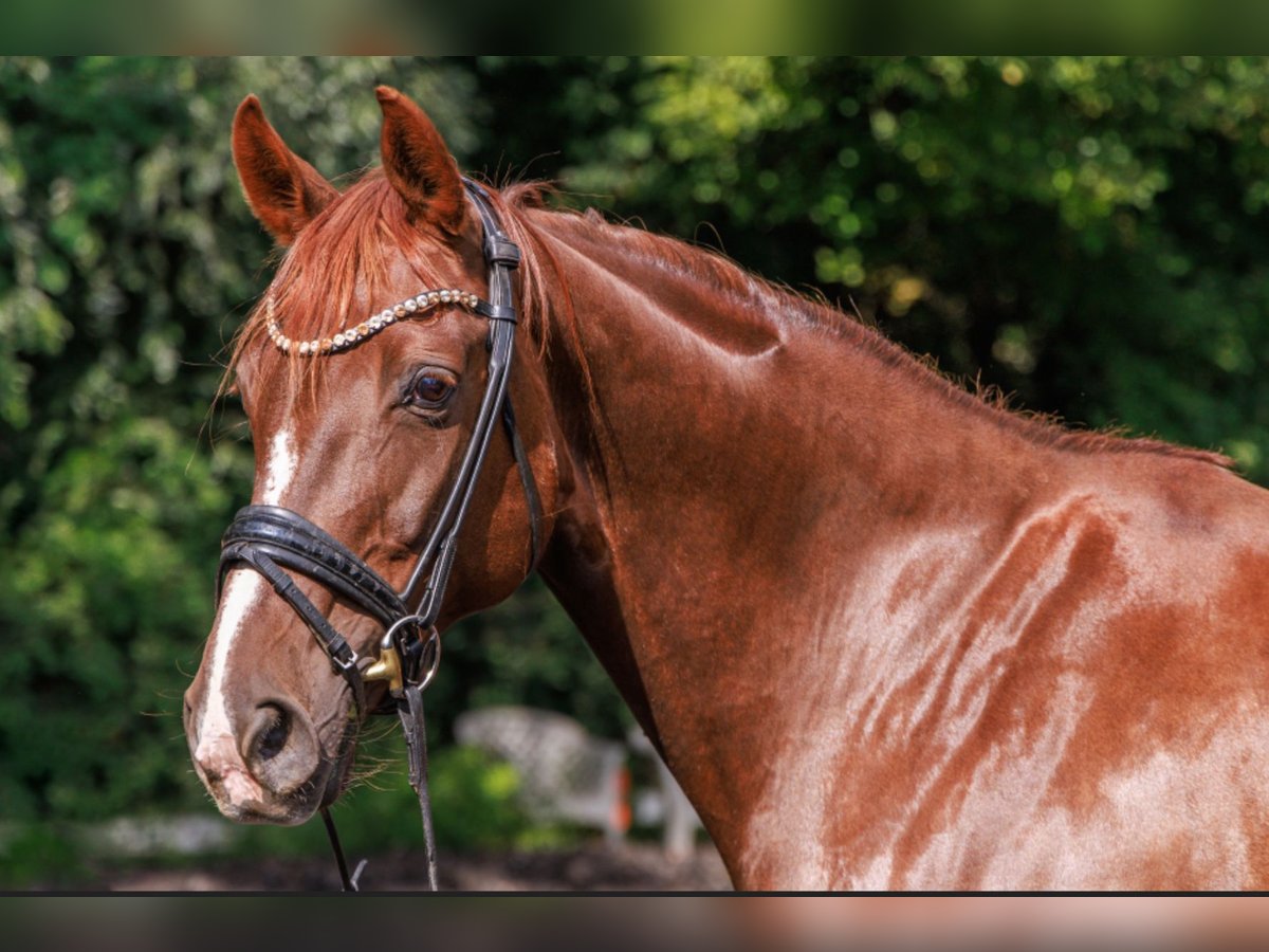 Hanoverian Mare 15 years 16,2 hh Chestnut in Teltow