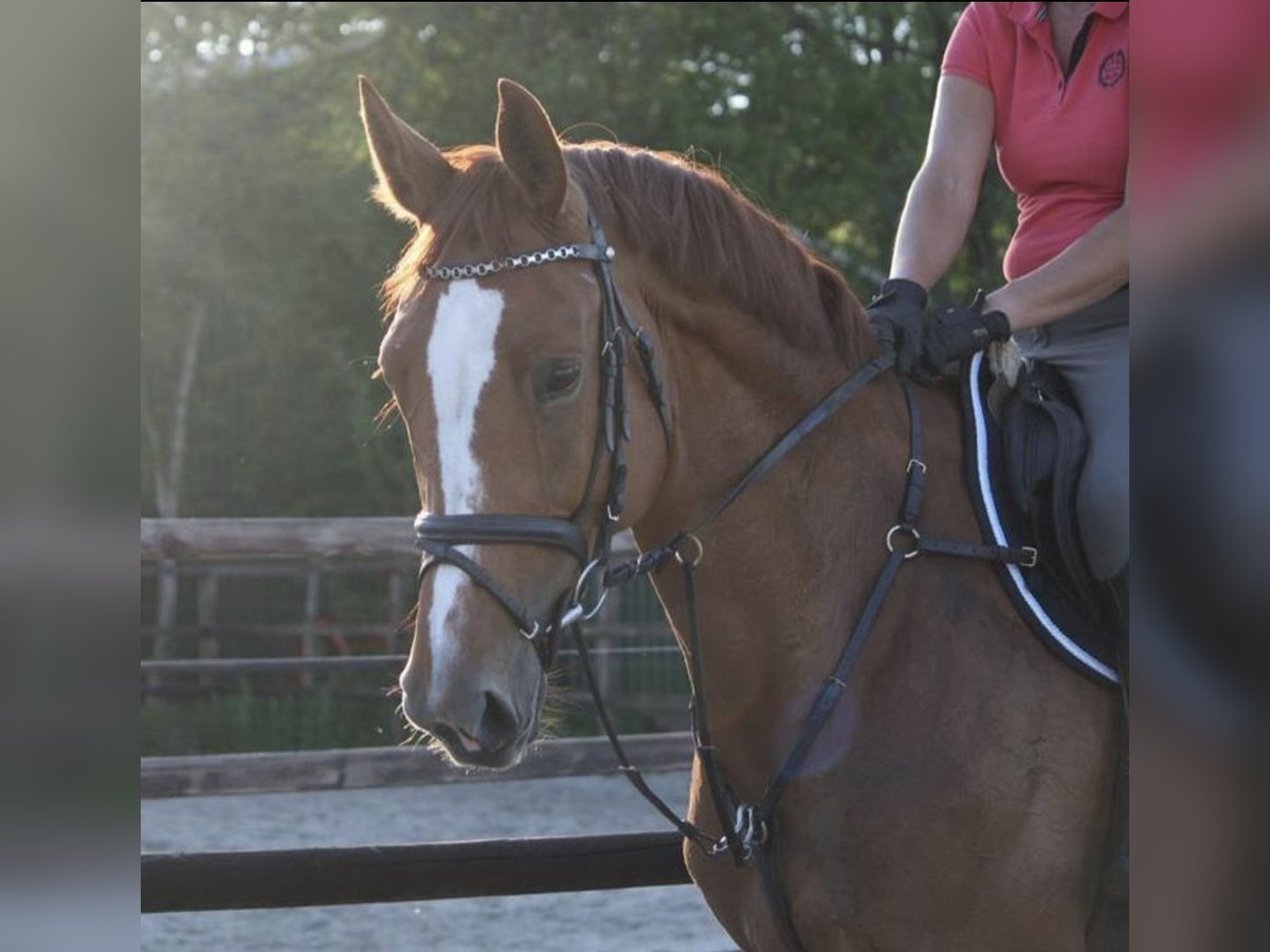 Hanoverian Mare 15 years 16,2 hh Chestnut-Red in Eelde