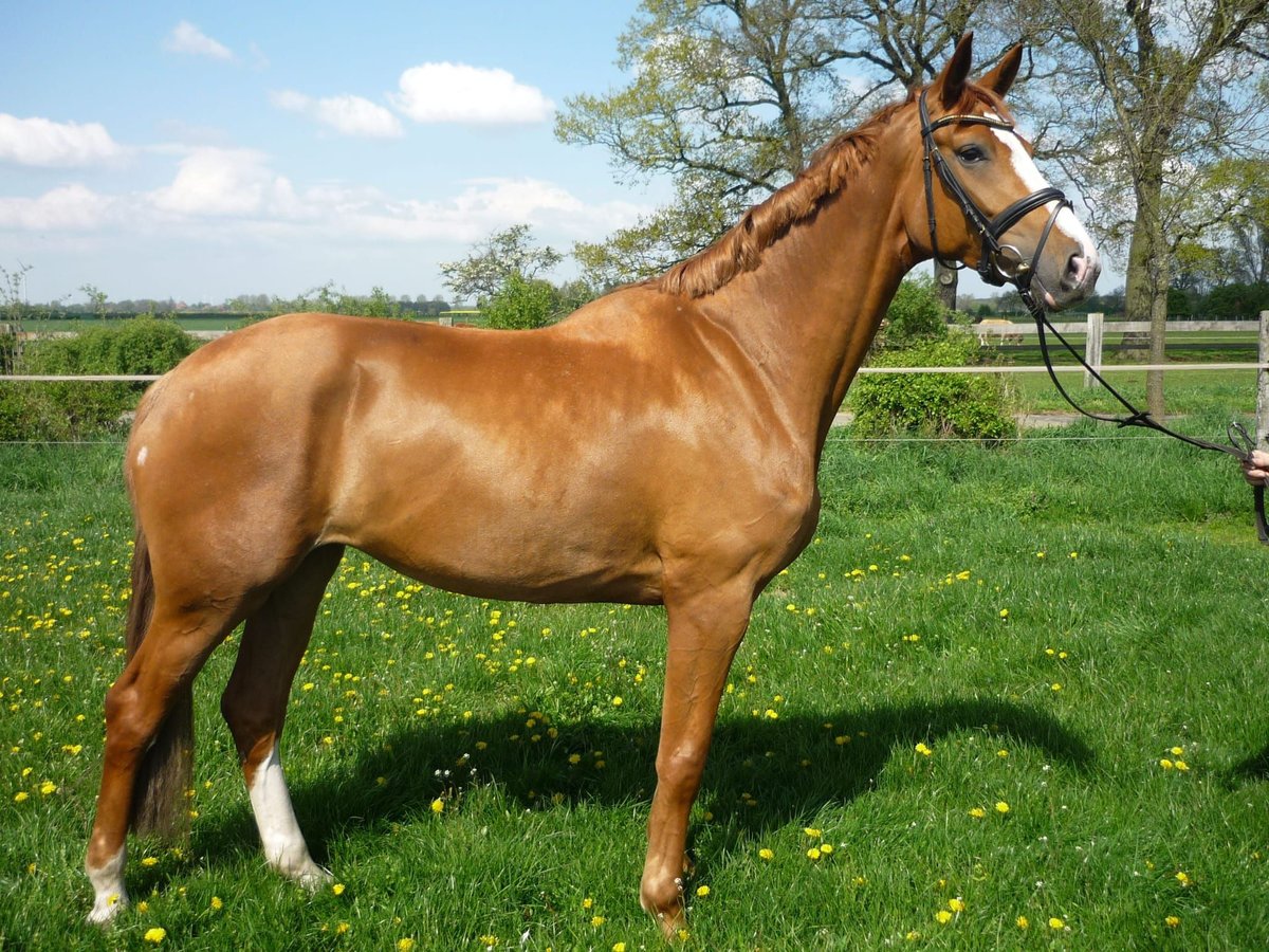 Hanoverian Mare 15 years 17,1 hh Chestnut-Red in Garbsen