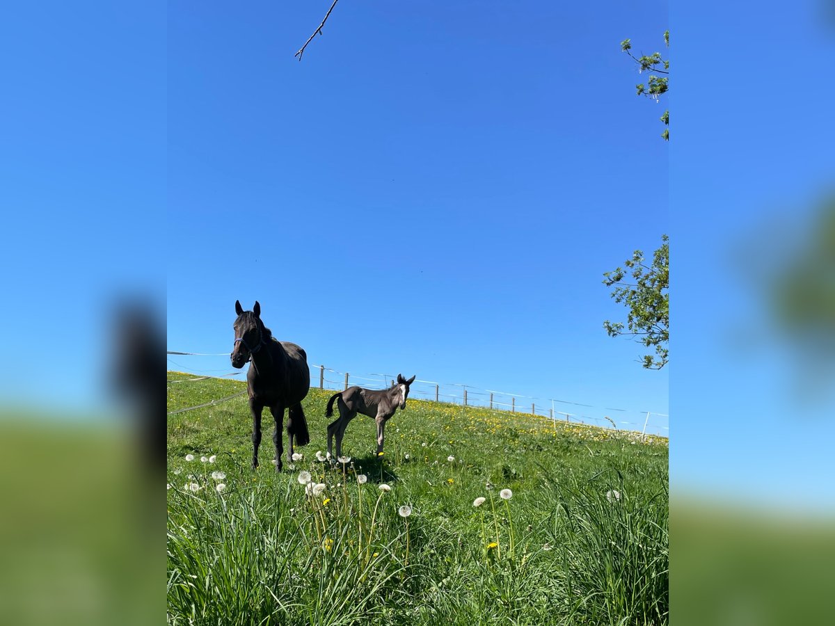 Hanoverian Mare 15 years 17 hh Bay-Dark in Fronreute