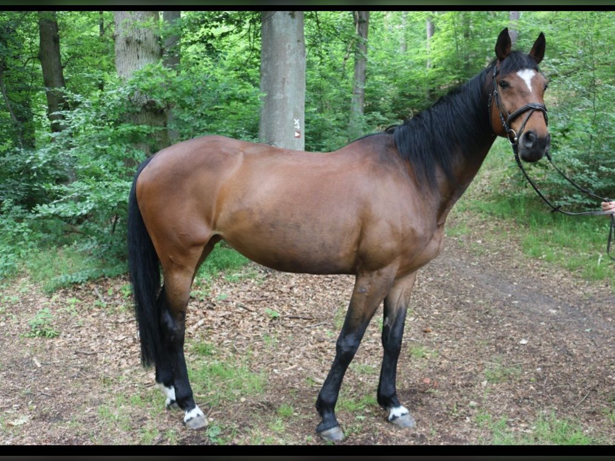 Hanoverian Mare 15 years Brown in Bleckede